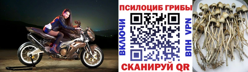 Псилоцибиновые грибы GOLDEN TEACHER Купить Островной